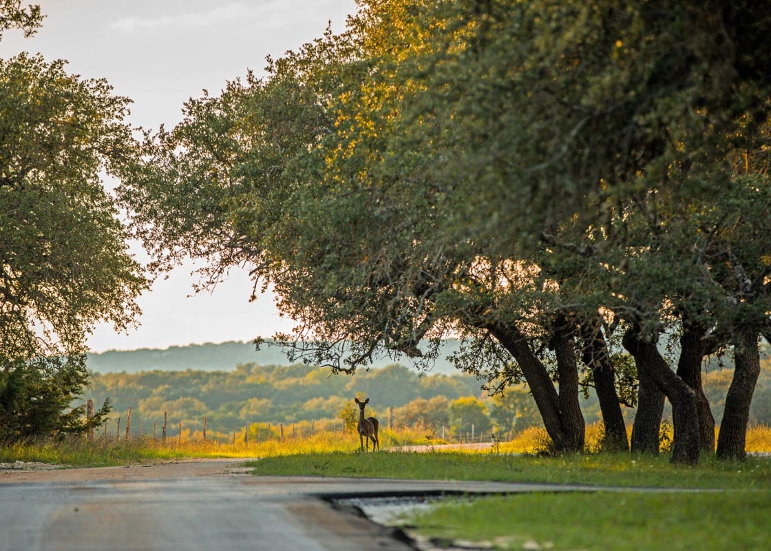 deer-on-road