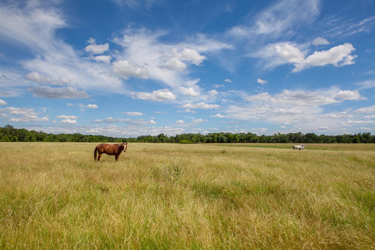 horse-in-large-field