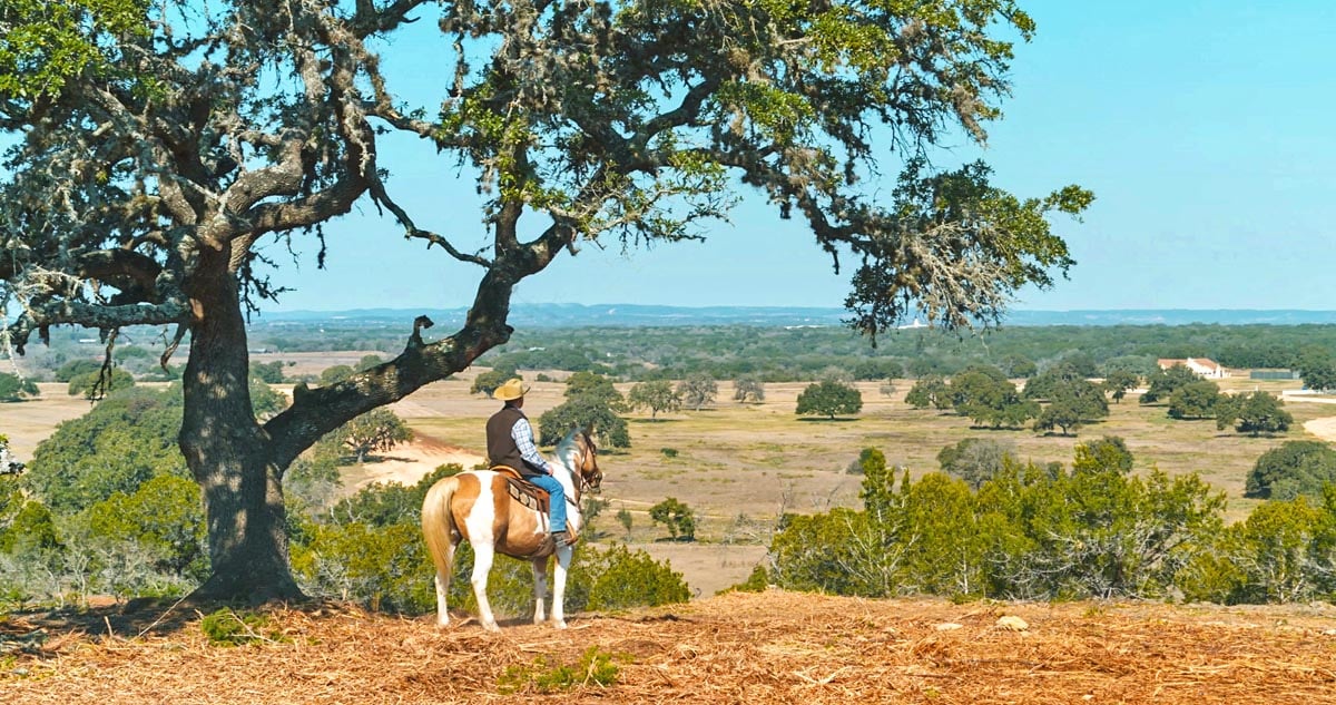 man-on-horeseback-under-tree