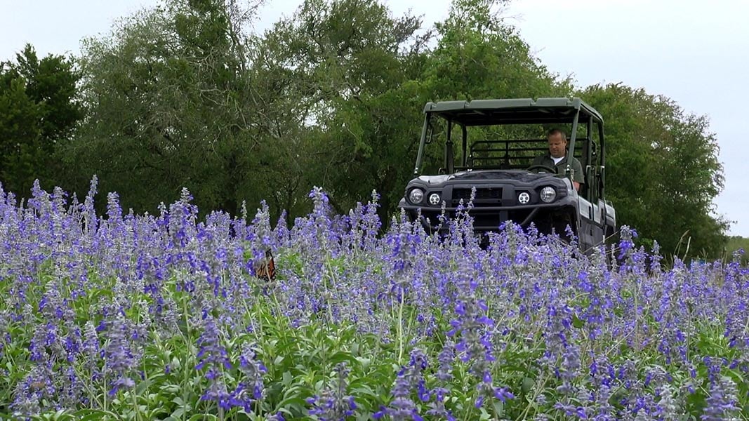 purple-flowers